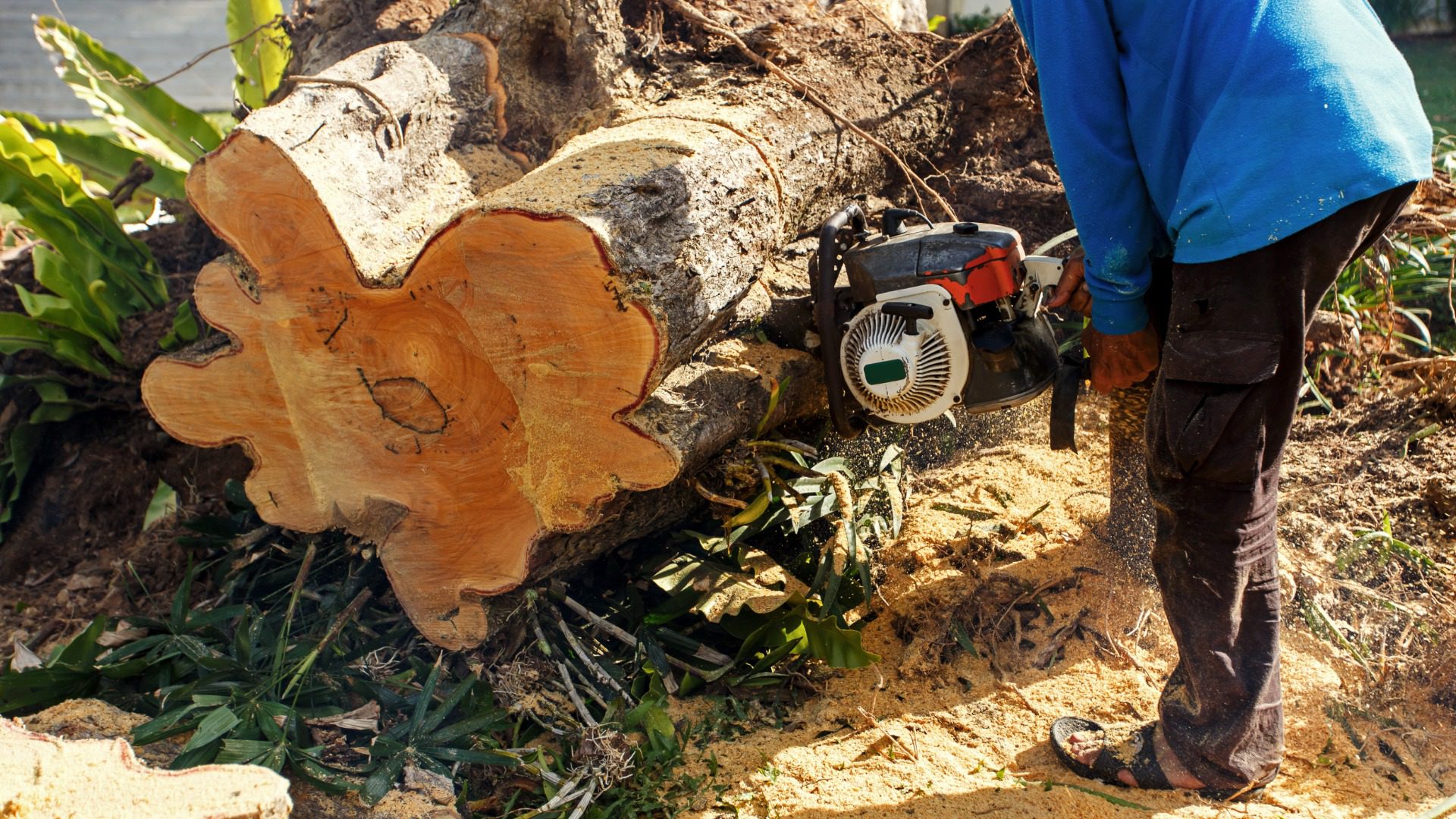 Man sawing log with a chain saw Man sawing log with a chain saw