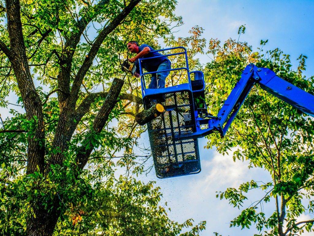 man on aerial lift trimming tree with chainsaw man on aerial lift trimming tree with chainsaw