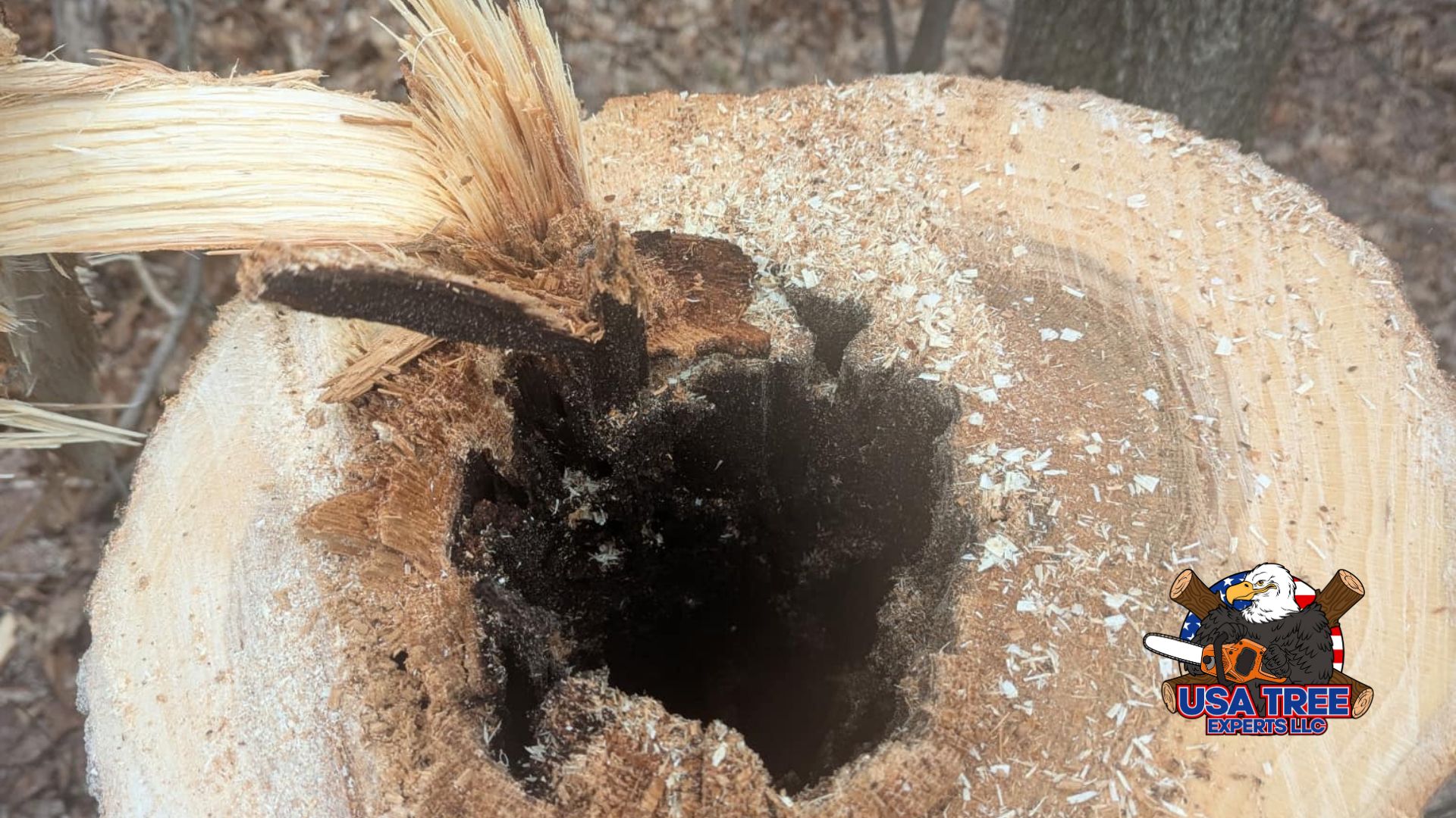 482085767_1188871946332893_6309233409641779356_n Close-up of a tree trunk cross-section showing severe internal rot and a hollow center, revealing hidden decay not visible from the outside. Sawdust and splintered wood indicate recent cutting by USA Tree Experts LLC.